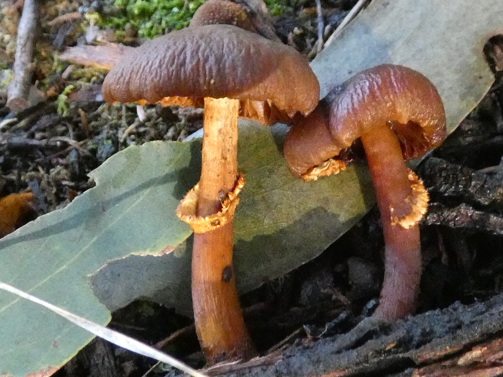 Descolea recedens · July 2025 · photo: © specedex (iNaturalist, cc-by-nc)