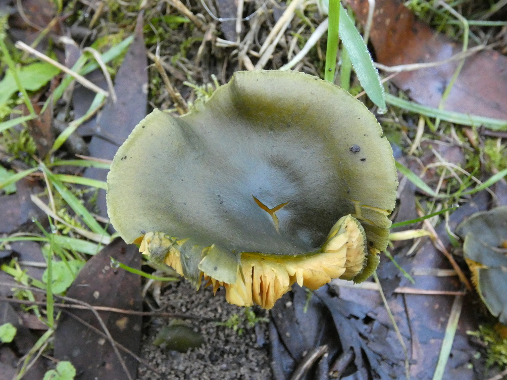 Cortinarius austrovenetus · July 2025 · photo: © specedex (iNaturalist, cc-by-nc)