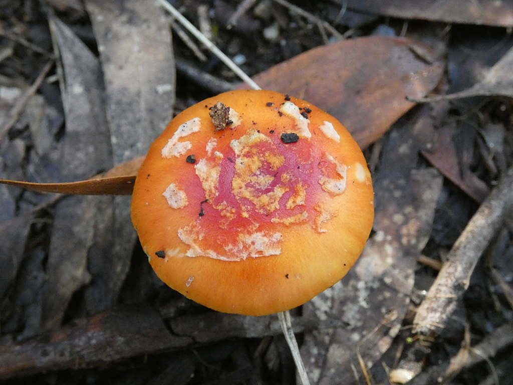 Amanita xanthocephala · July 2025 · photo: © specedex (iNaturalist, cc-by-nc)