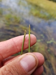 Eleocharis robbinsii
