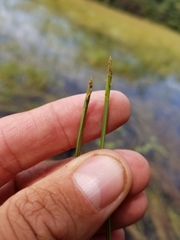 Eleocharis robbinsii