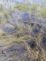 Eleocharis robbinsii