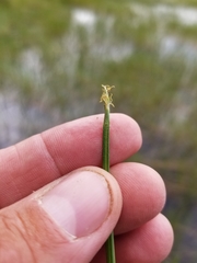 Eleocharis robbinsii