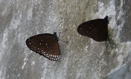 Double-branded Crow Butterfly
