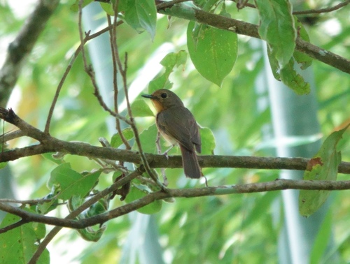 Hill Blue Flycatcher