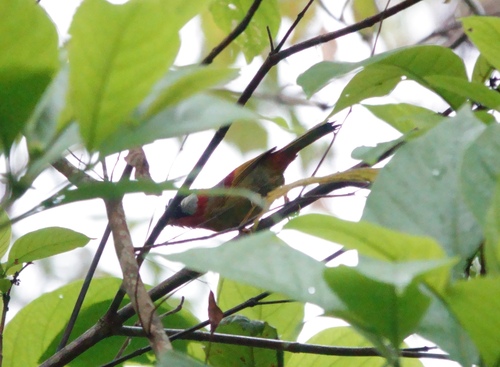 Silver-eared Mesia