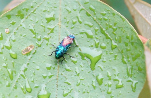 Coraebus hastanus