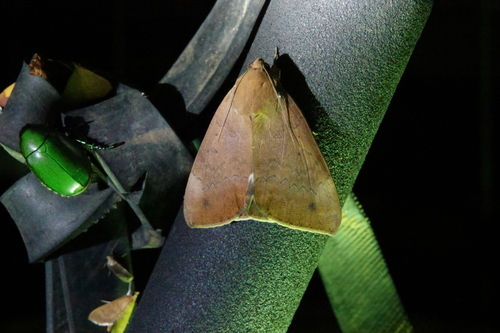 Achaea serva