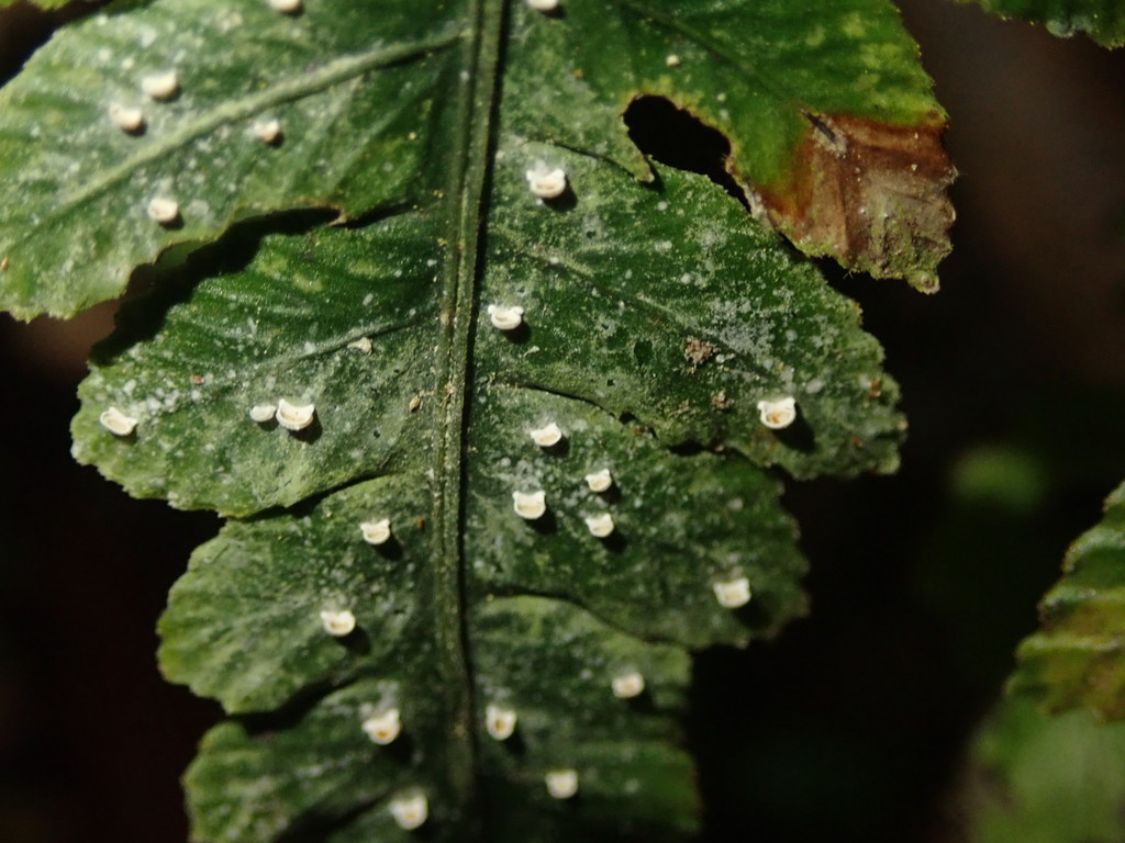 Badimiella pteridophila