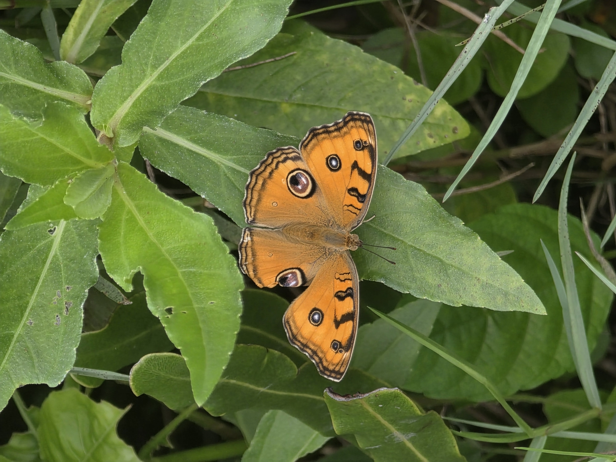 Peacock Pansy