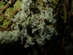 Roccellinastrum neglectum