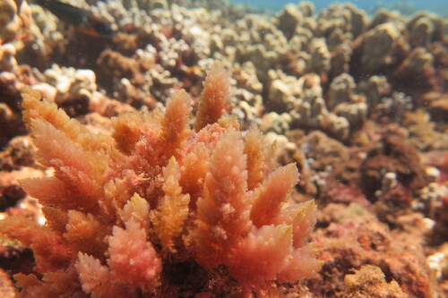 Asparagopsis taxiformis observed 2025-07-21