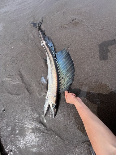 Alepisaurus ferox Lowe, 1833