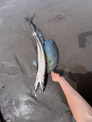 Longnose Lancetfish photo 1