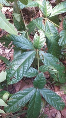 Cordia nodosa