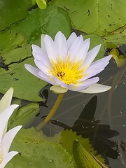 Nymphaea elegans