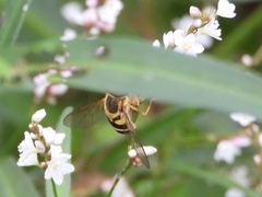 Syrphus knabi