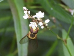 Syrphus knabi