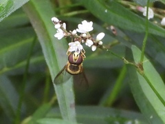 Syrphus knabi
