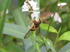 Syrphus knabi