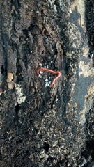 Strigamia bothriopus