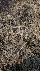 Eleocharis robbinsii