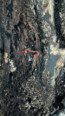 Strigamia bothriopus