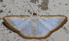 Leuciris fimbriaria