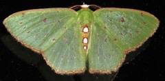 Lissochlora albociliaria