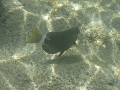 Acanthurus leucopareius