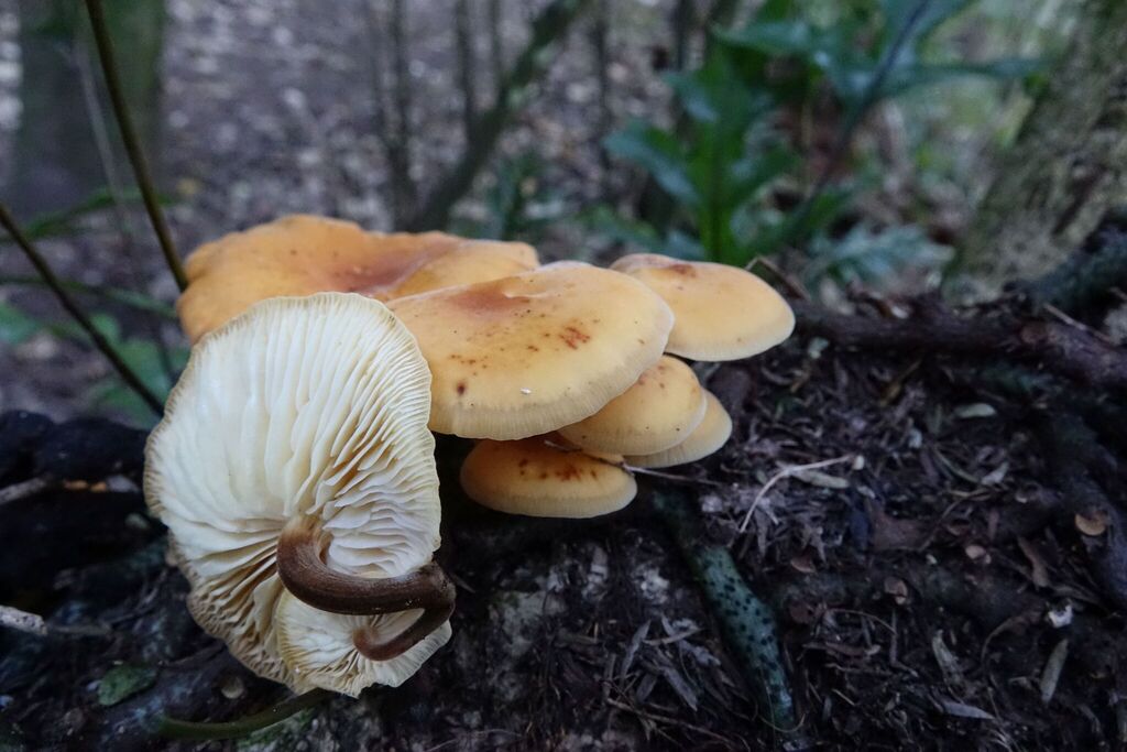 Flammulina velutipes · July 2025 · photo: © john_barkla (iNaturalist, cc0)