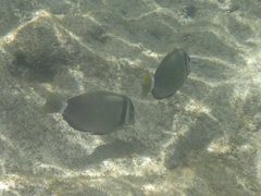 Acanthurus leucopareius