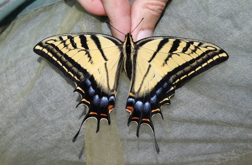 Two-tailed Tiger swallowtail