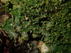 Pannaria minutiphylla