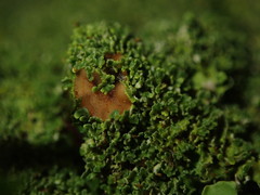 Pannaria minutiphylla