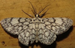 Hymenomima camerata