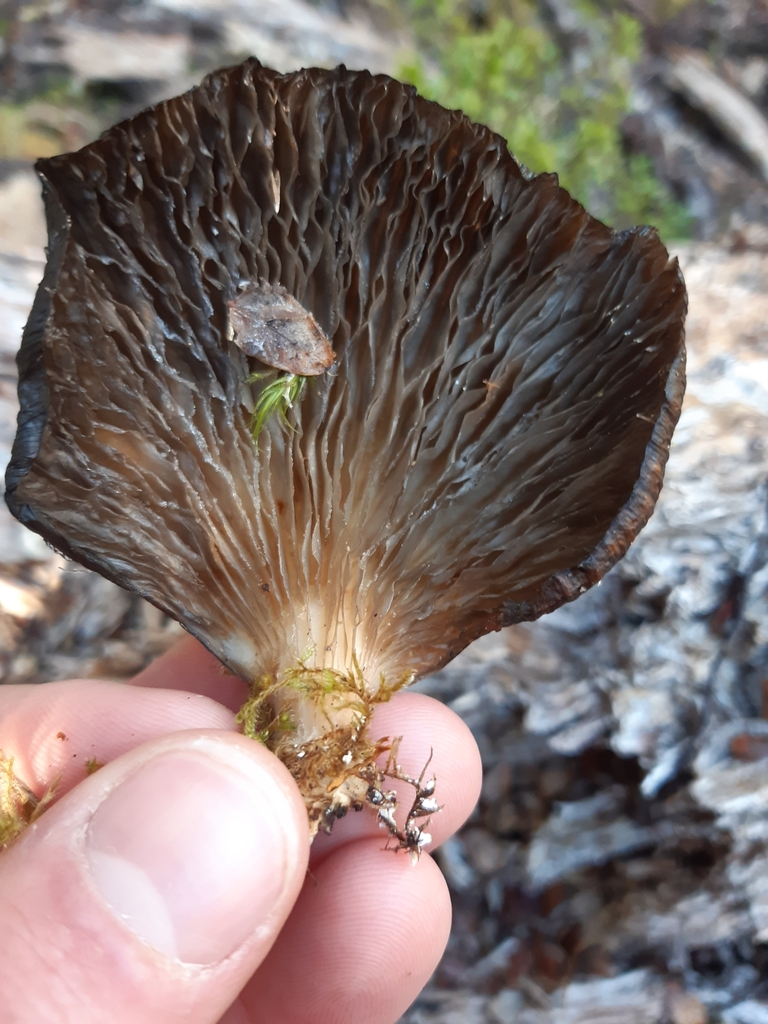 Pleurotus purpureo-olivaceus · July 2025 · photo: © georgecox (iNaturalist, cc0)