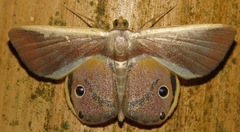 Opisthoxia