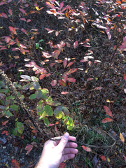 Xerophyllum asphodeloides