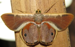 Opisthoxia
