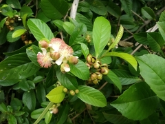 Tetracera indica