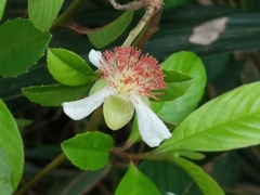 Tetracera indica