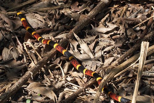 Photo of a Texas Coral Snake (Micrurus tener)