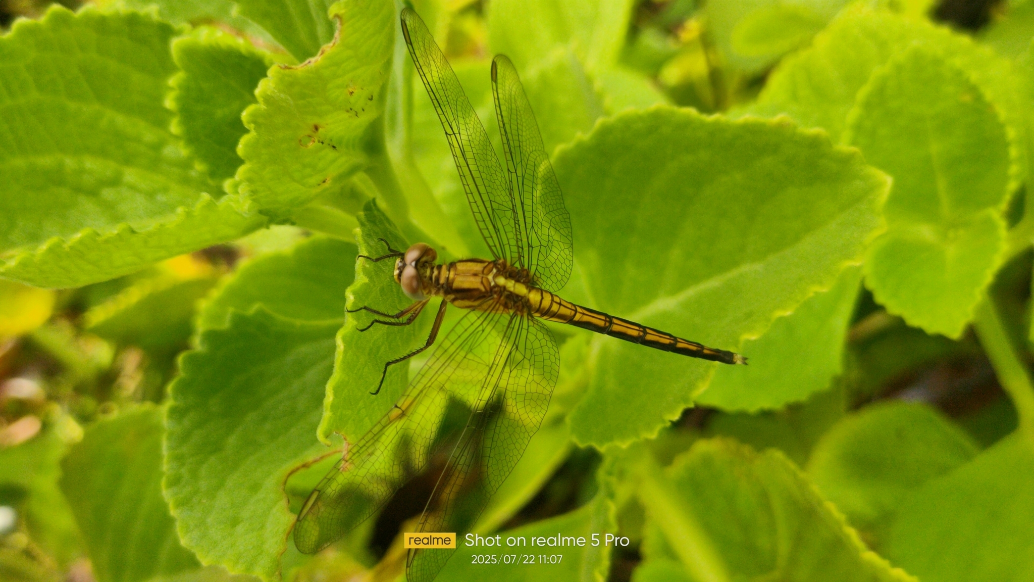 Marsh Skimmer