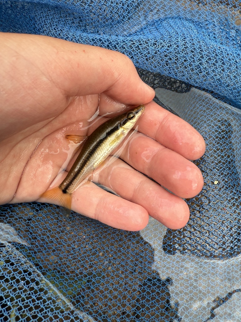 Striped shiner (Pungtungia herzi) — Cyprinidae