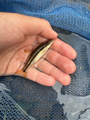 Striped shiner (Pungtungia herzi) — Cyprinidae
