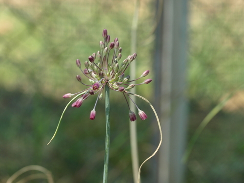 Allium garbarii