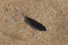 Stegastes fuscus