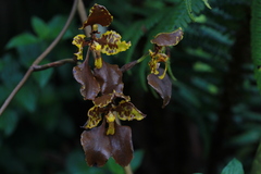Cyrtochilum tetracopis