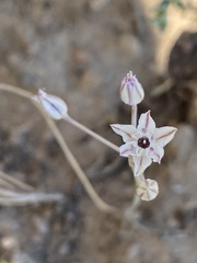 Borszczow's garlic (Allium borszczowii)